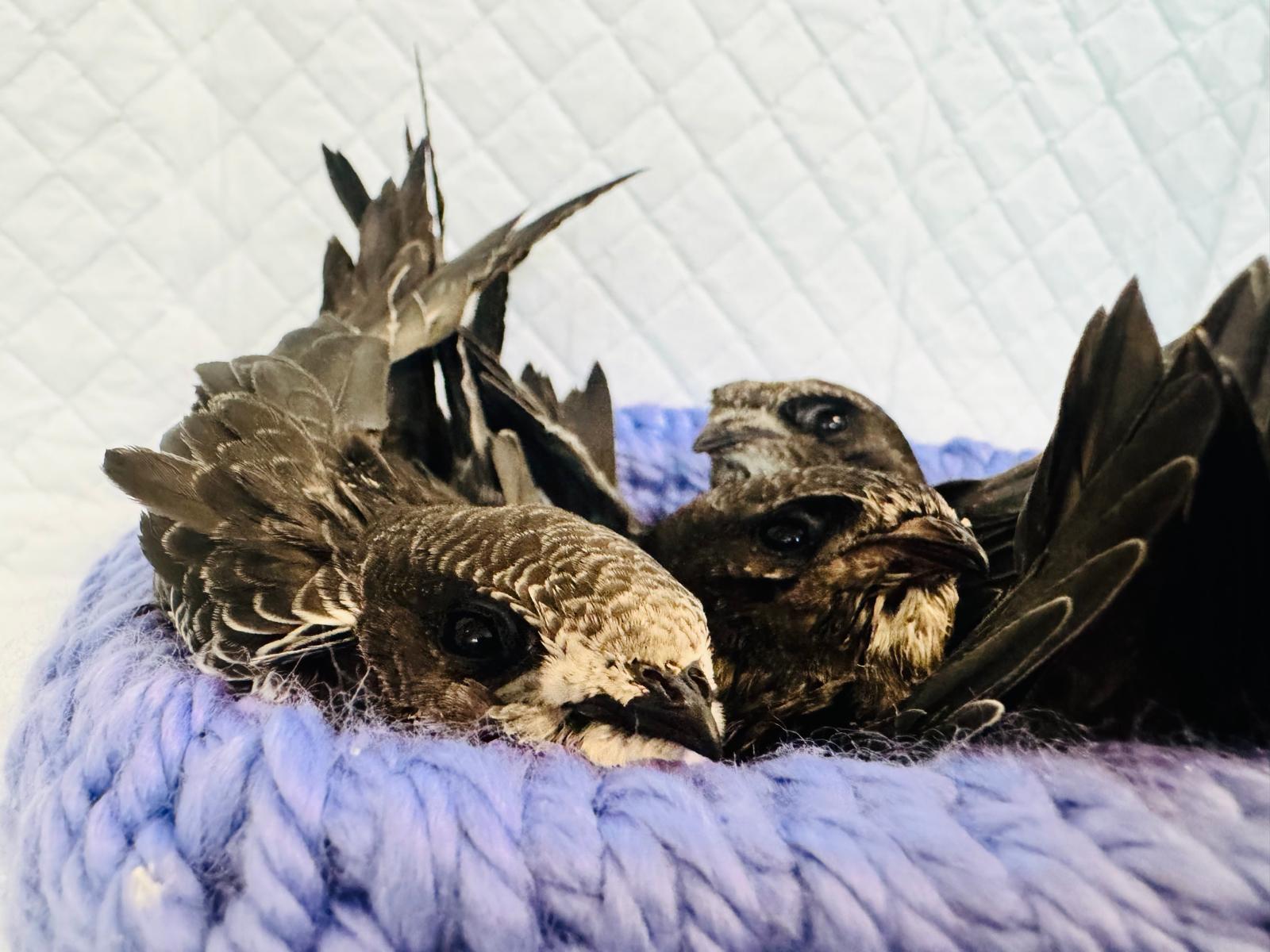 Tierschutz Austria: Spenderfedern verleihen Mauerseglern wieder Flügel