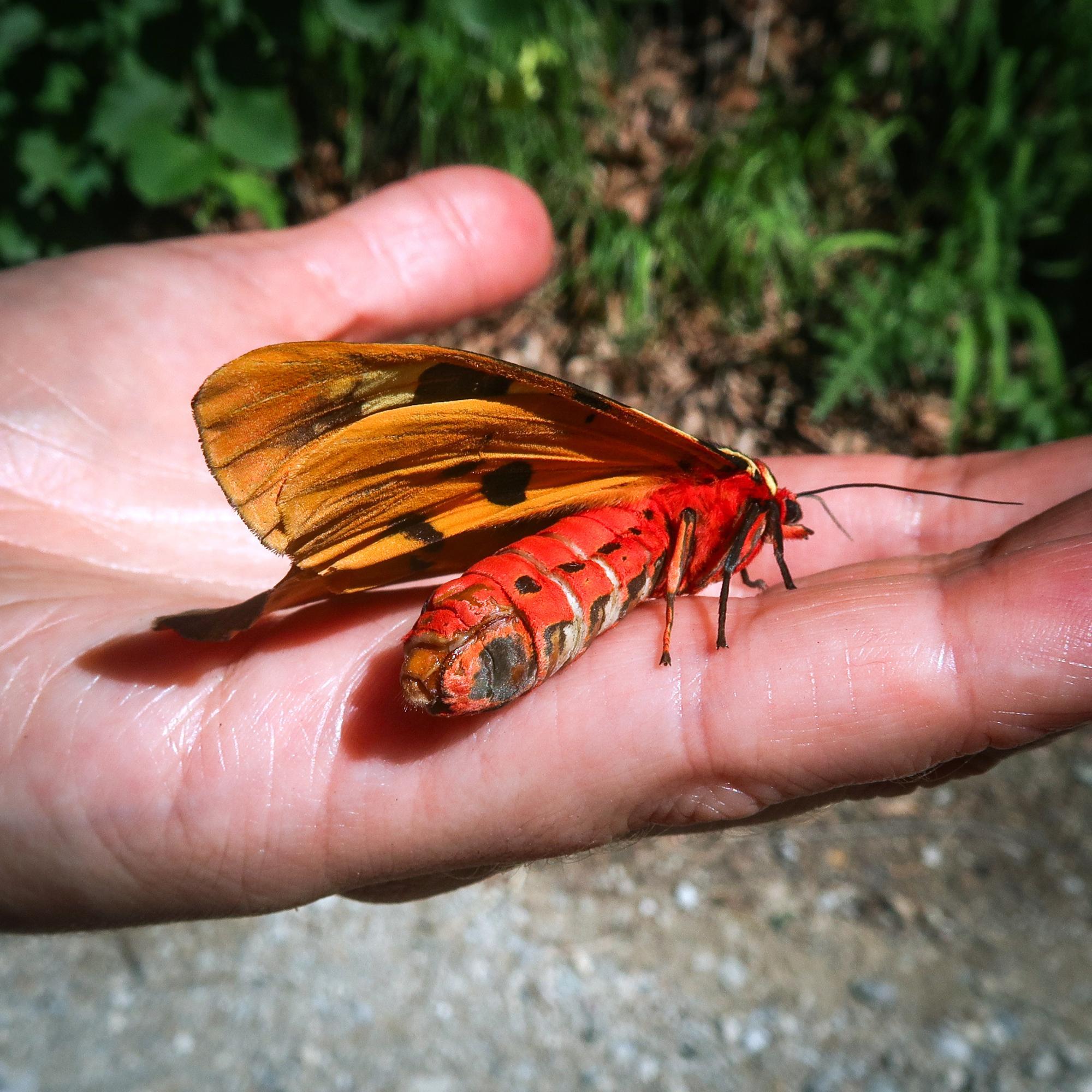 Hoffnungsschimmer: Seltene Schmetterlingsart wurde nachgewiesen