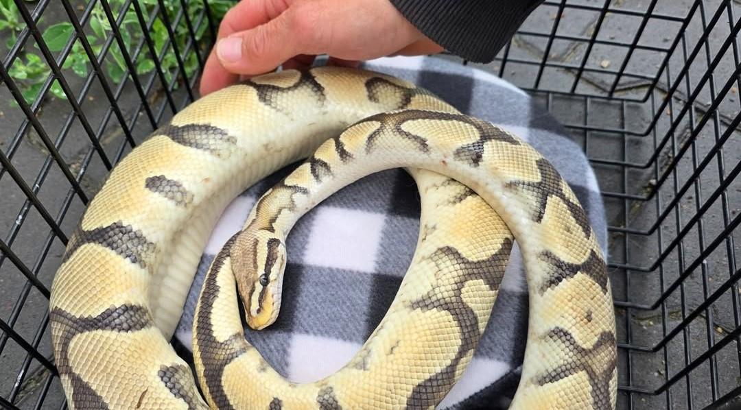 V Nemčiji odkrili izpuščene kraljeve pitone; ponujena nagrada za informacije