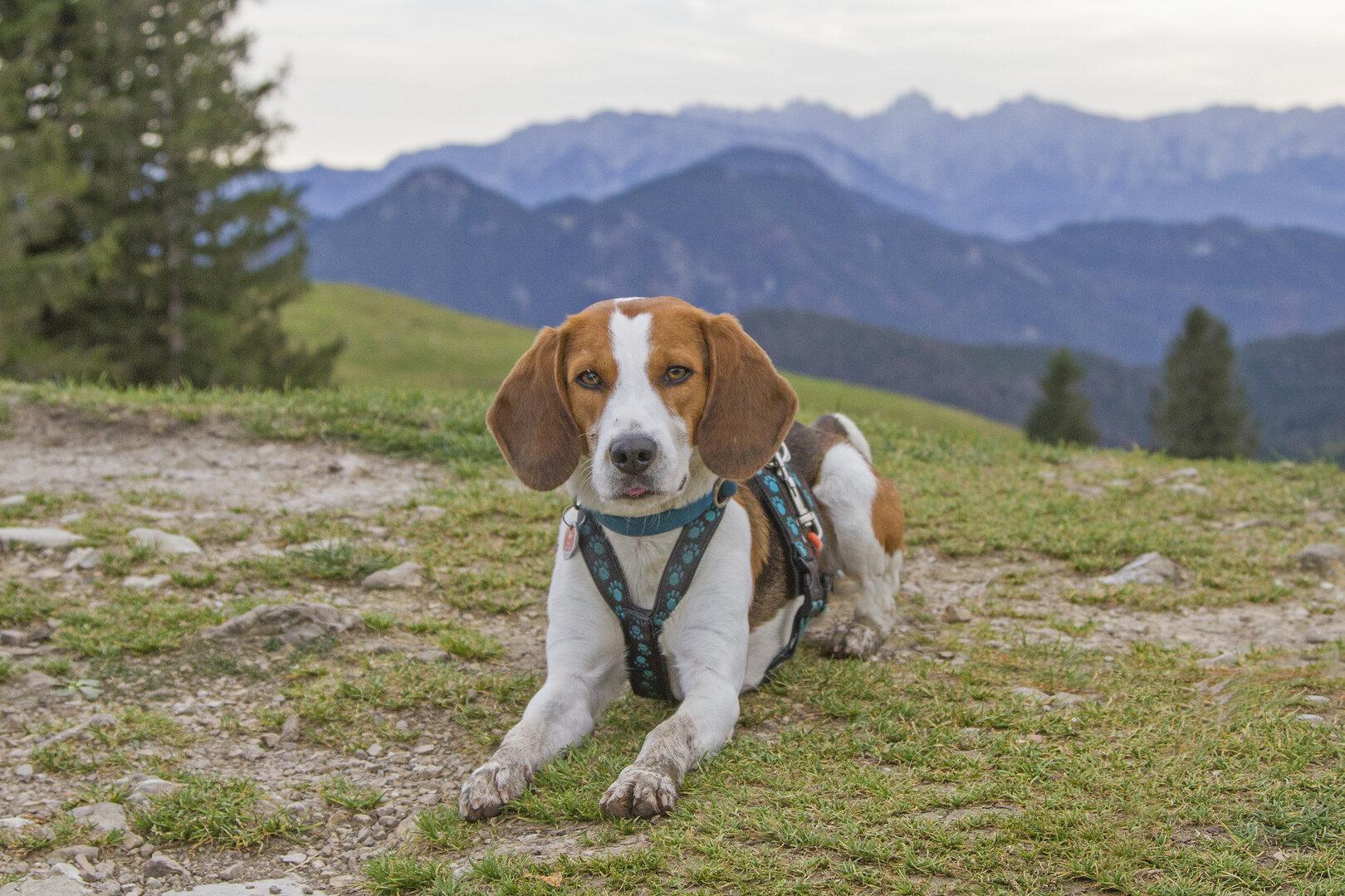 Hundesteuer kommt: Wo Urlauber künftig für ihren Vierbeiner zahlen müssen