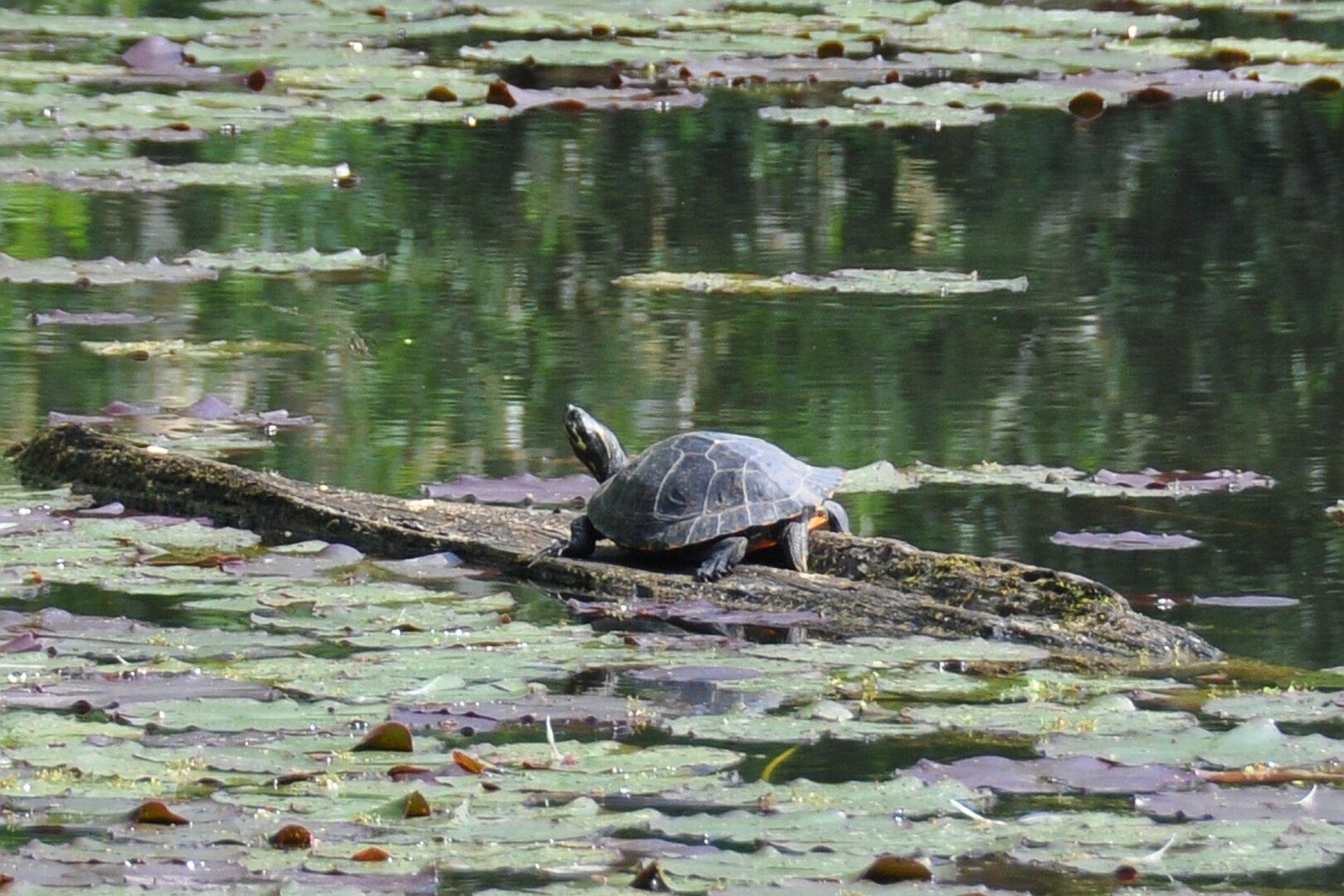 Wärmeres Klima erleichtert neuen Arten Ansiedlung in Vorarlberg