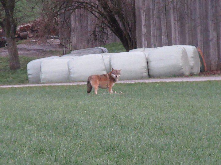 Wolf im Tiroler Unterland zum Abschuss freigegeben