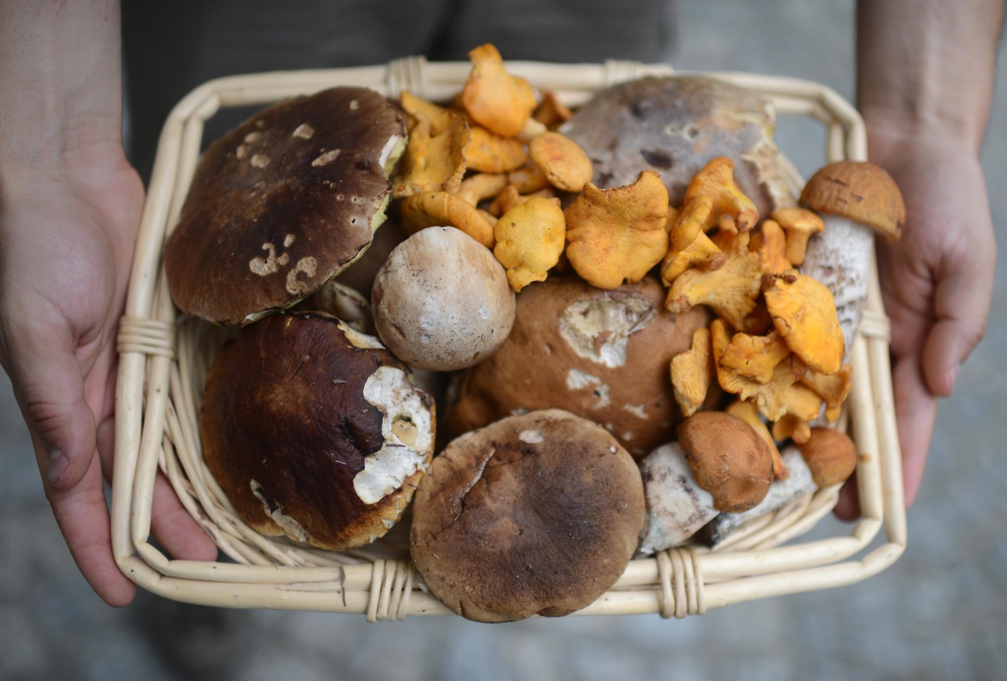 V Avstriji zaradi strupenih gob letno do 800 klicev na center za zastrupitve