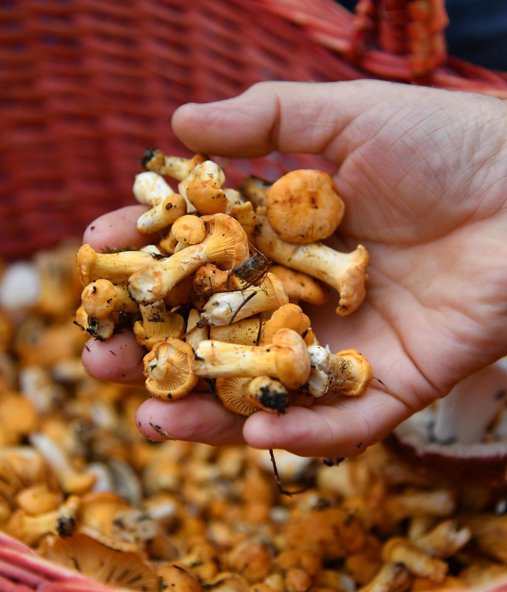 Verregneter Sommer lässt Herzen von Pilzsammlern höher schlagen