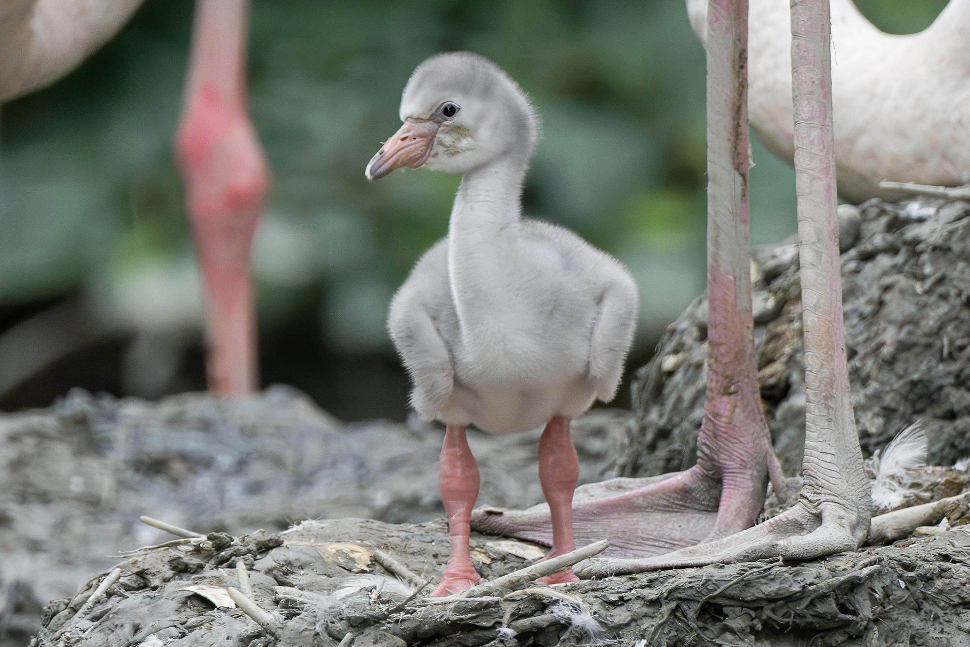 V živalskem vrtu Schönbrunn se je izlegel podmladek rožnatih flamingov