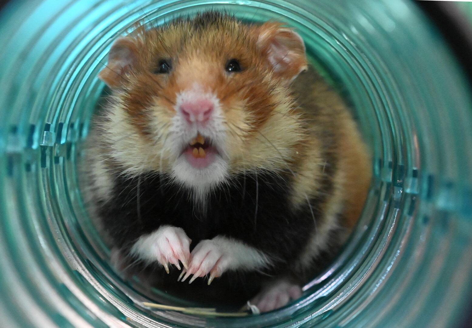 Münchenska gasilska brigada rešila hrčka Josy, ki se je zataknila v hišici