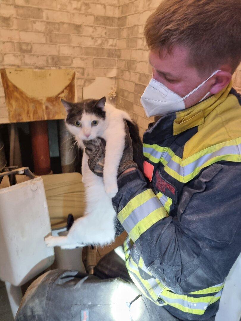 Na Dunaju rešili mačko, ujeto v steni za straniščem