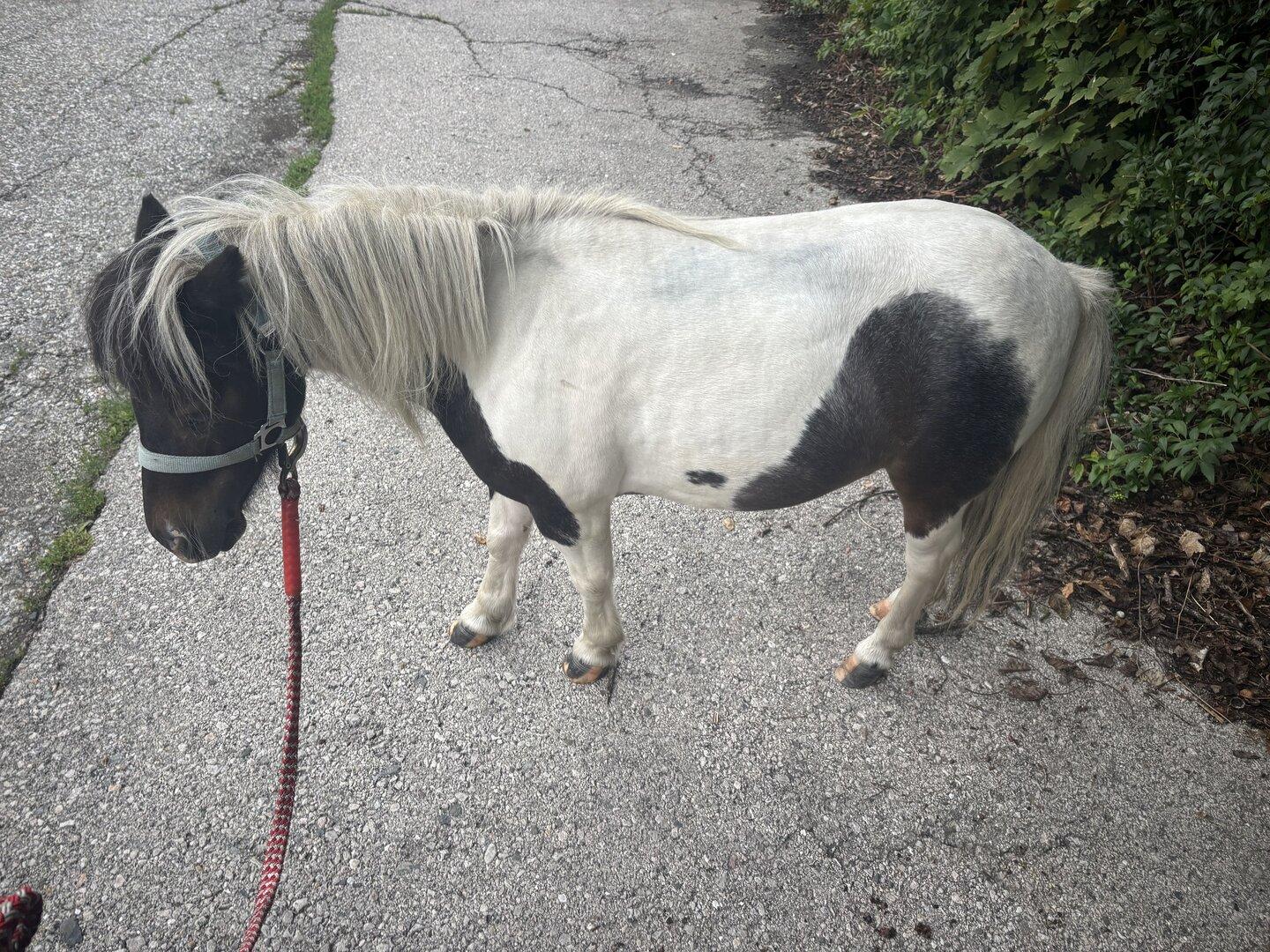 Pony-Alarm in Klagenfurt: Polizei fing Ausreißer ein