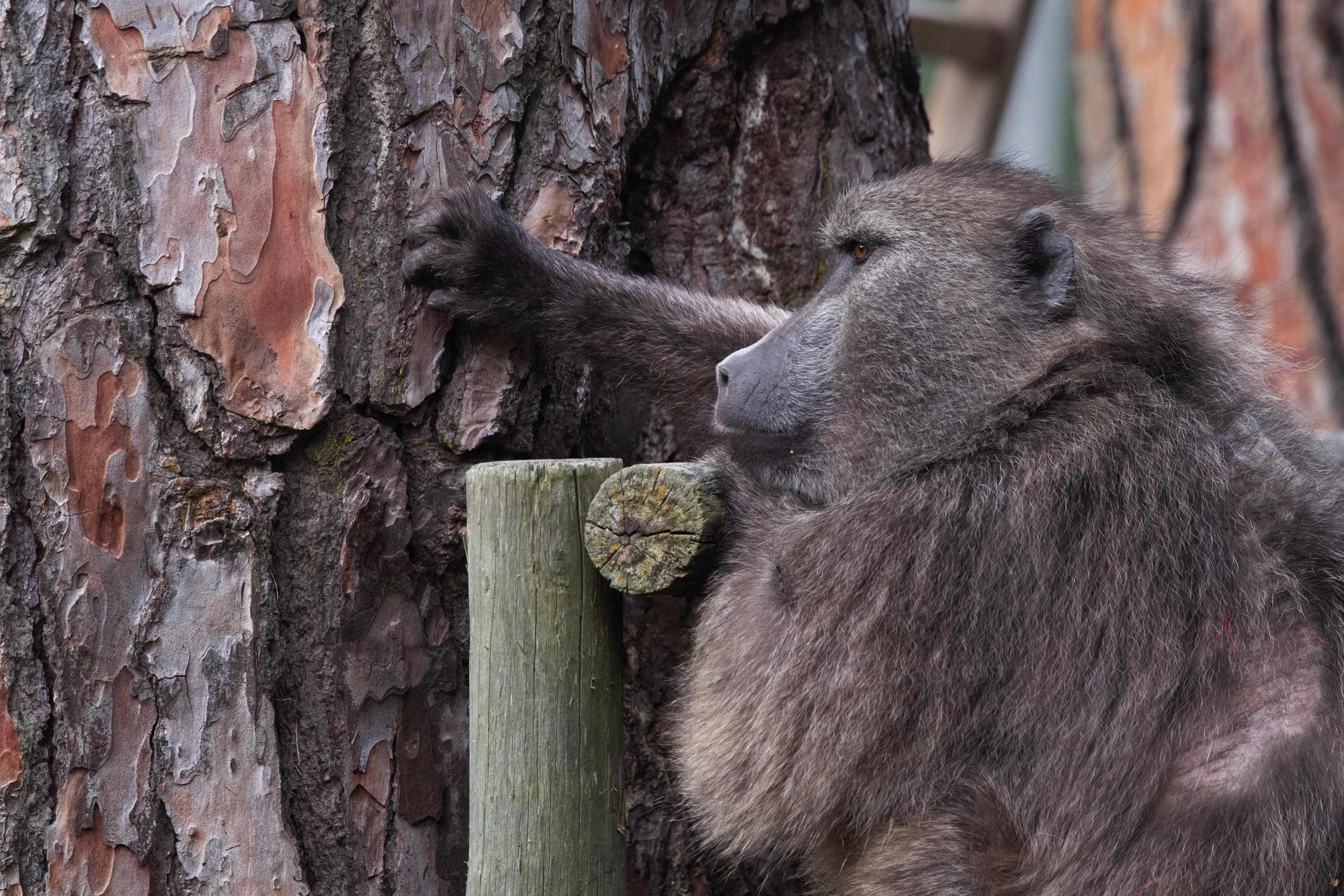 Paviane in Zoo brutal getötet: Tiere wurden an Löwen und Wölfe verfüttert