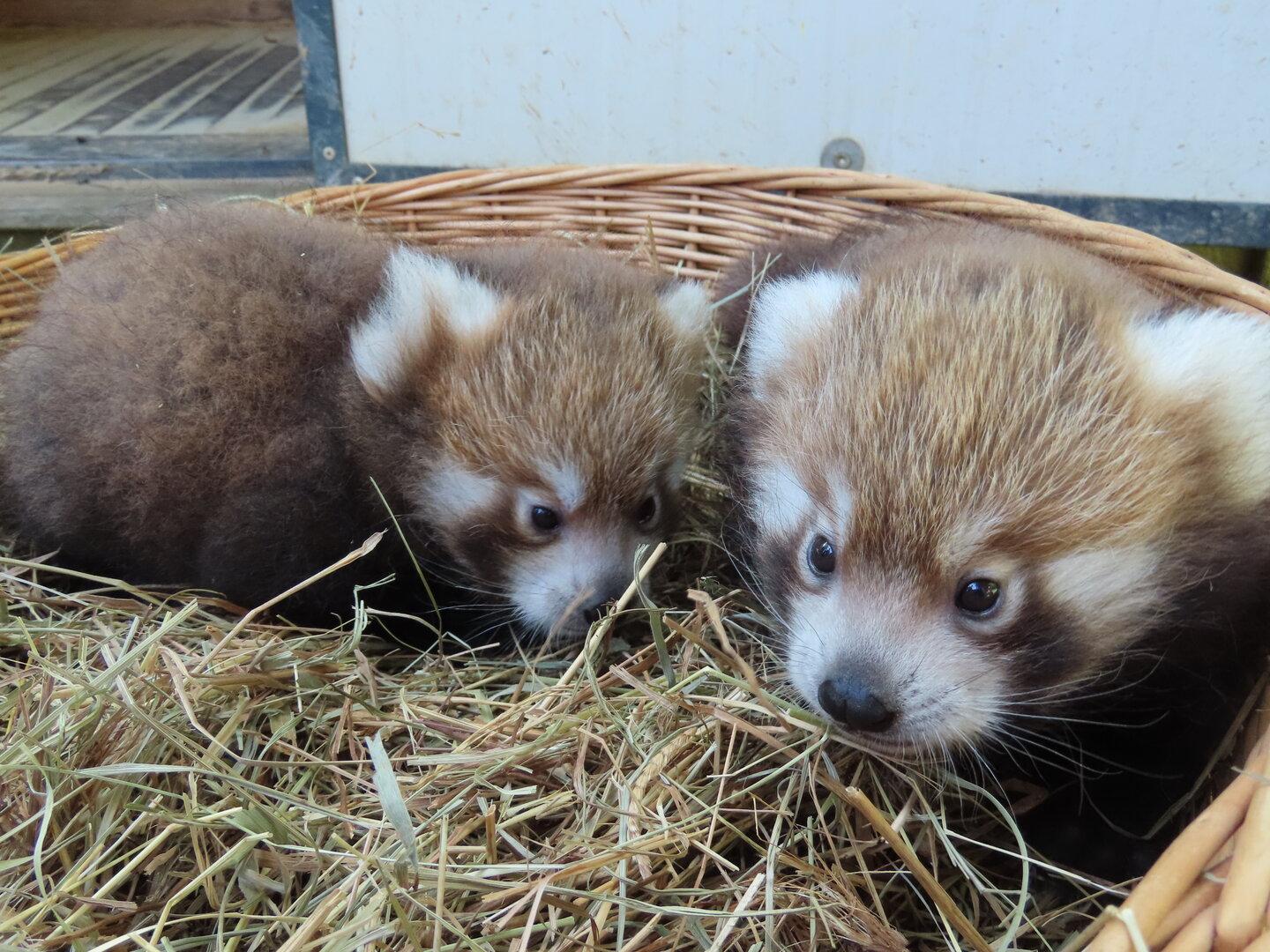 Pandastisch! Nachwuchs bei stark gefährdeten Roten Pandas in Herberstein