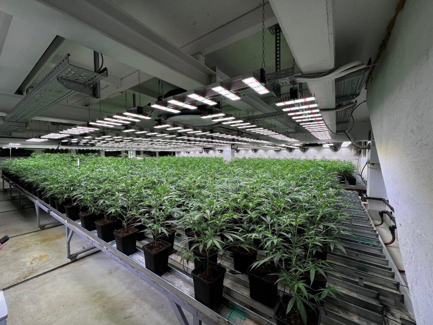 Rund 1.500 Cannabispflanzen gezüchtet: 47-Jähriger festgenommen