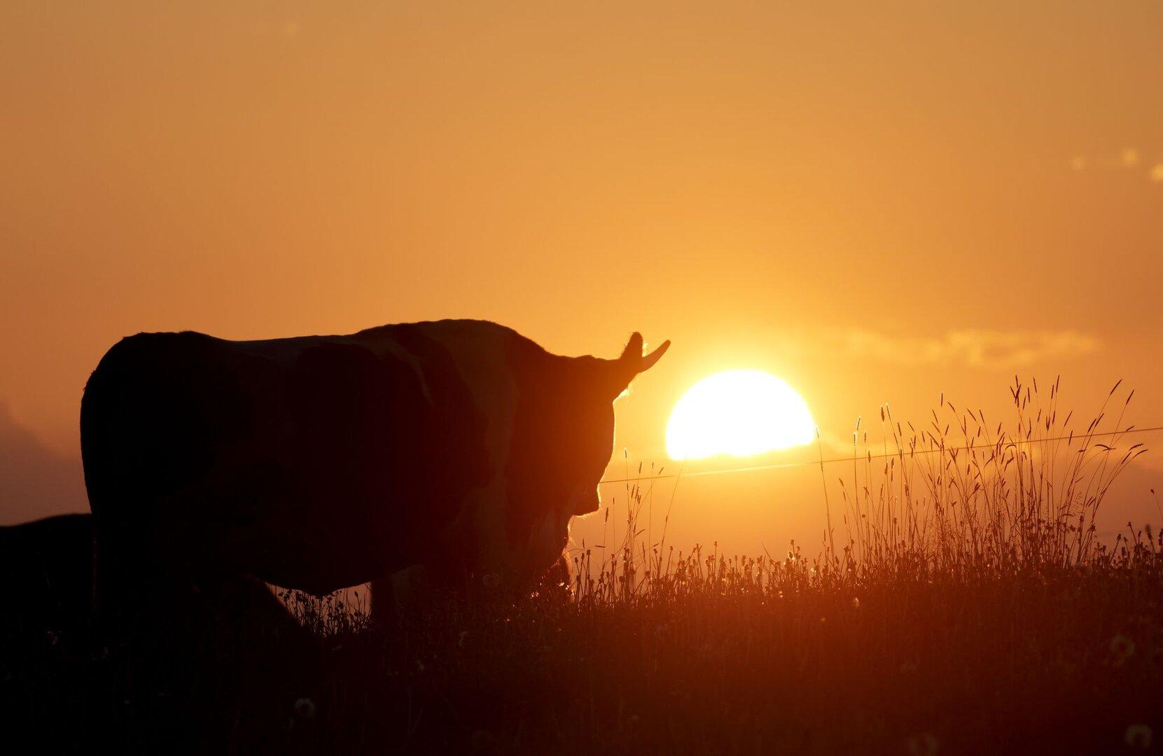 V Bürserbergu je bika napadel 60-letnega moškega, ki je vstopil na pašnik