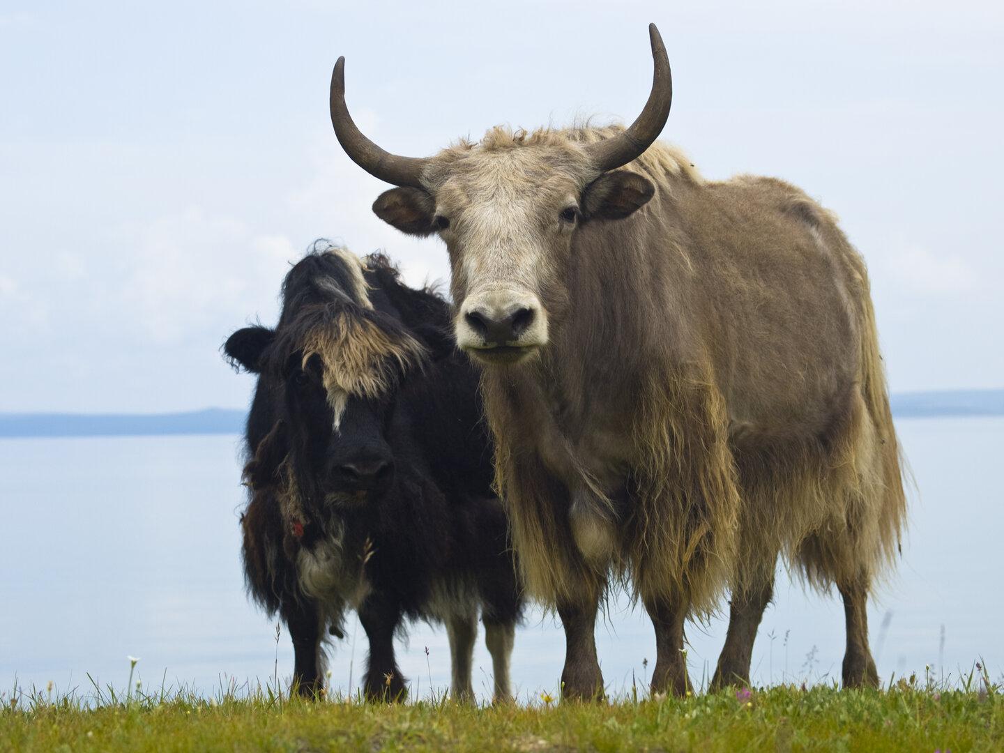 Kurioser Unfall in Tirol: Auto kollidiert mit Yak