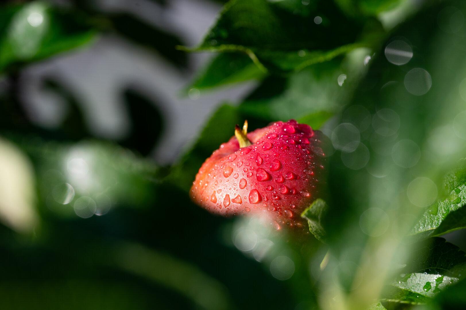 Heuer gute Apfelernte zu erwarten