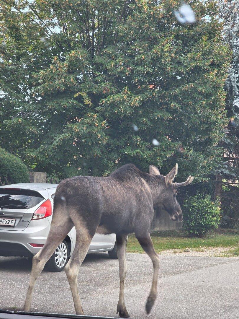 Elch spaziert auf Straße, im Hintergrund ein Pkw.