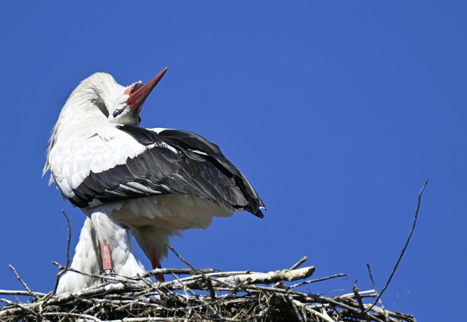 Flug ins Winterquartier: Weißstörche aus Österreich brechen auf