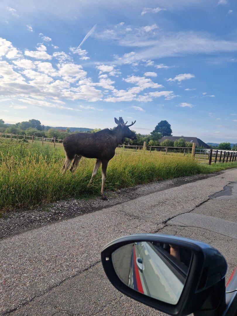 Ein Elch steht neben einer Straße, fotografiert aus einem Auto.