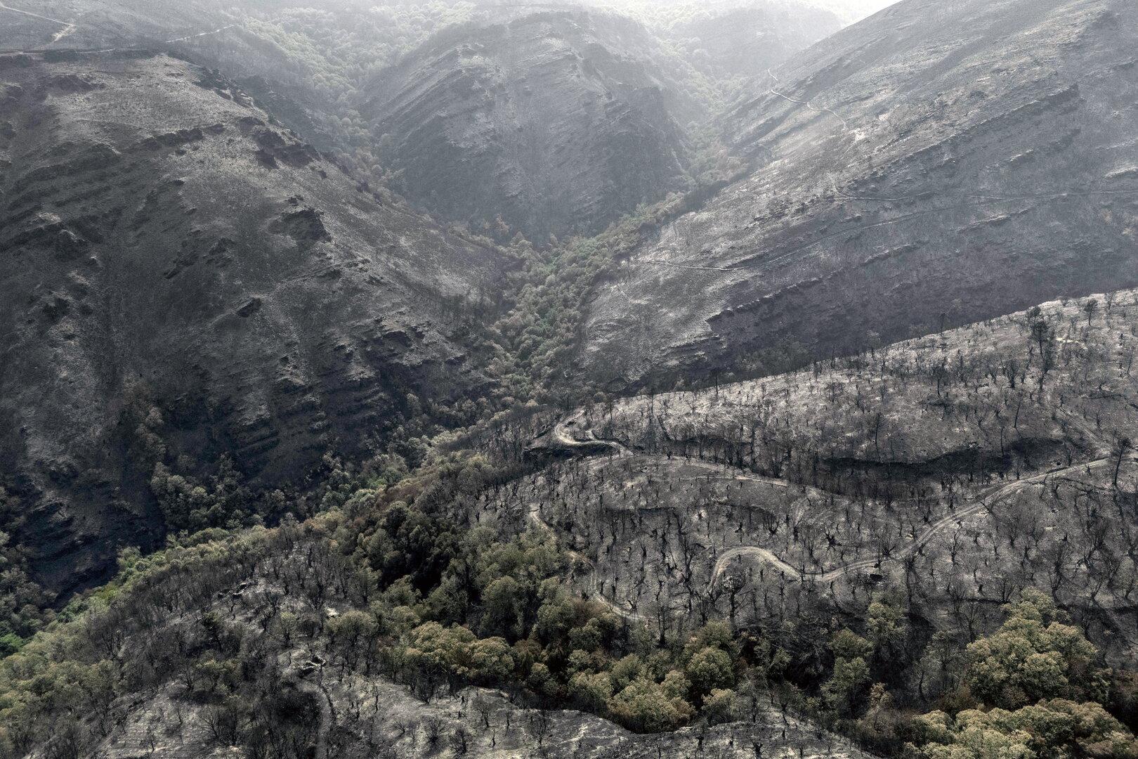 Rekord-Waldbrände in Europa: Fläche größer als Zypern vernichtet