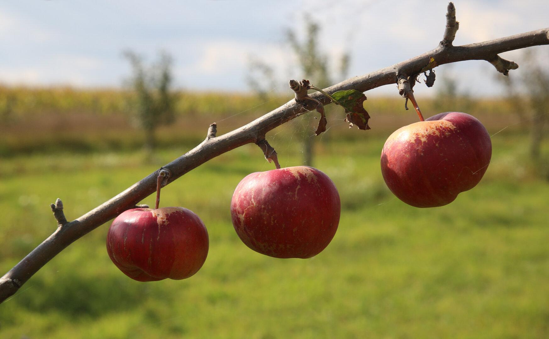 Erholung in Sicht: Steirische Apfelernte steigt auf 142.000 Tonnen