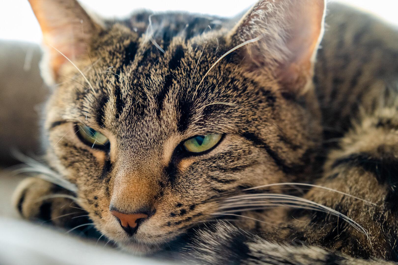 V Dornbirnu najdena obglavljena mačka, PETA ponuja nagrado za informacije