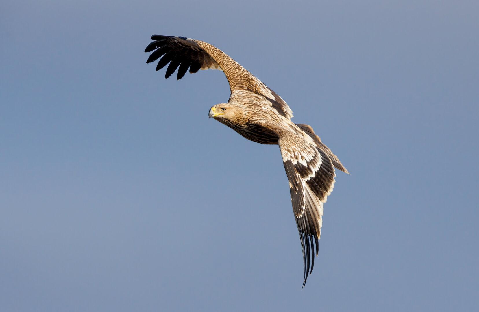 Uspešna sezona gnezdenja cesarskih orlov v Avstriji