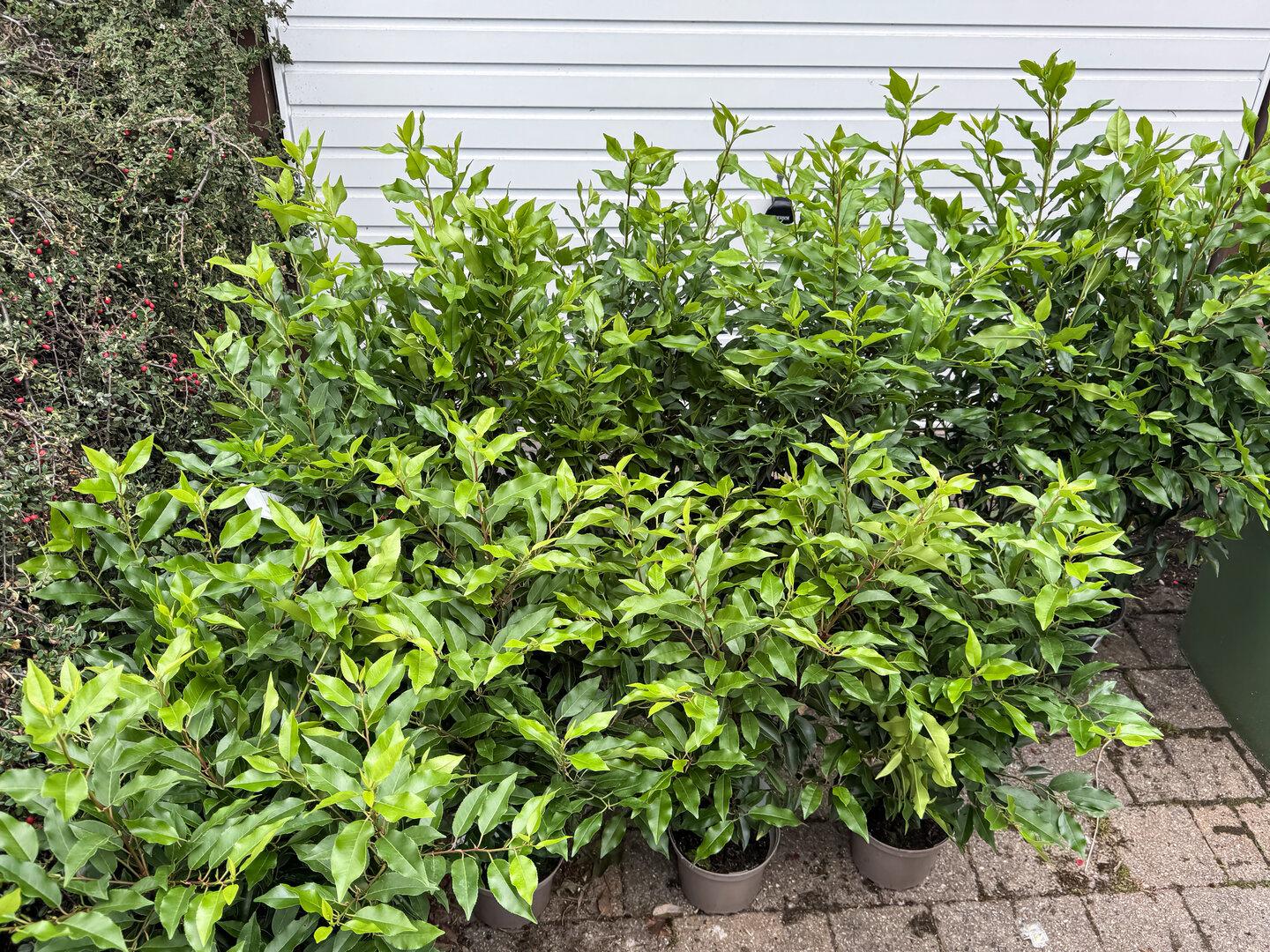 Dickmaulrüssler im Garten: Welche Pflanzen robust sind