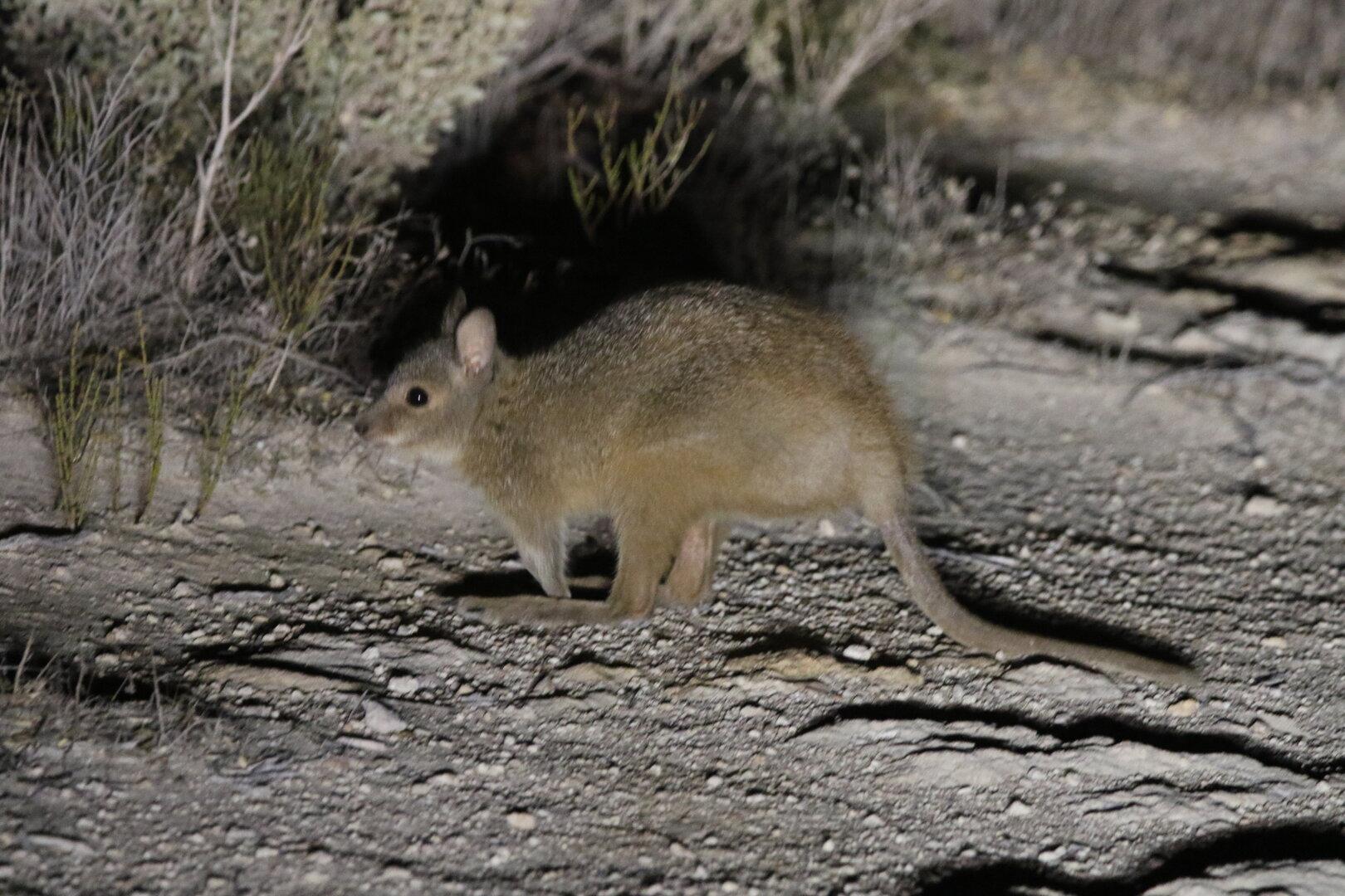 Australien: Die Rückkehr der Zottel-Kängurus