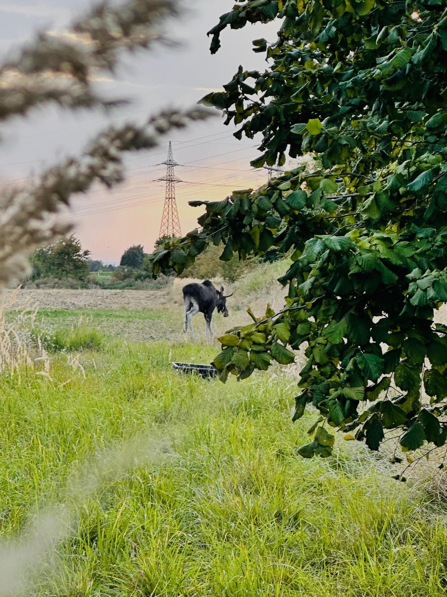 Los Emil že dva tedna "volilni Niederösterreicher", približuje se St. Pöltnu