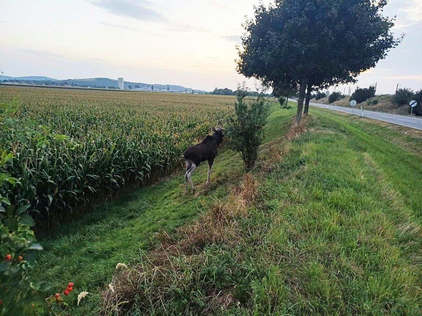 Niederösterreich: Feuerwehr im Tullnerfeld war für Elch „Emil“ im Einsatz.