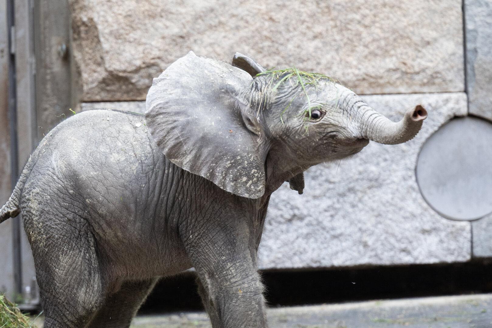 Elefantenbaby in Schönbrunn: Erste Schritte eines kleinen Draufgängers