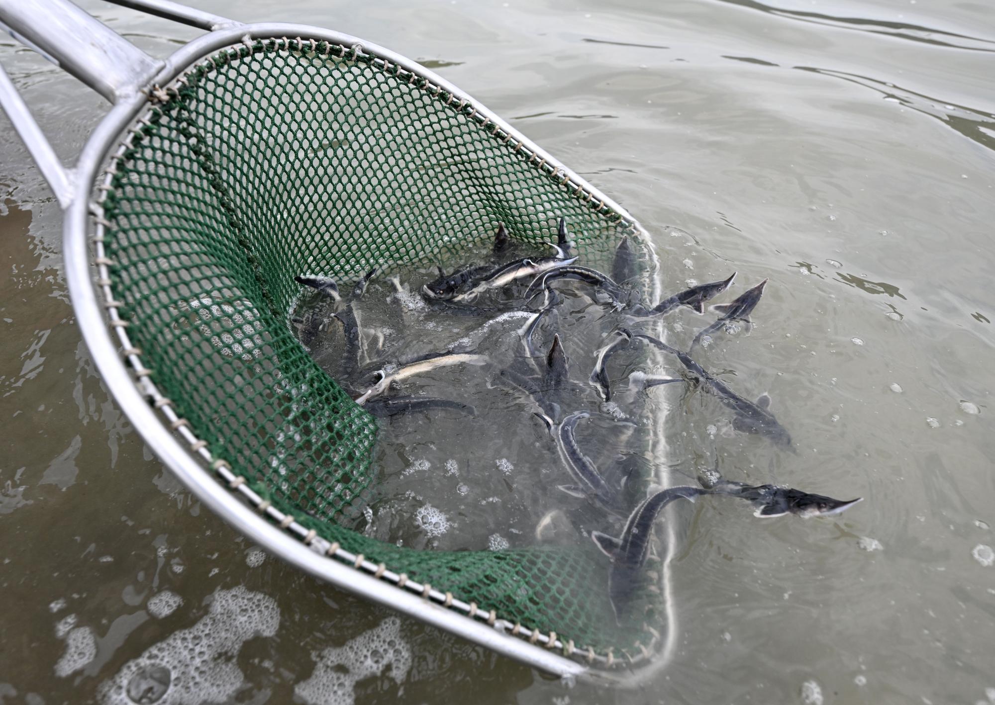 V Donavo izpuščenih 300.000 jesetrov za obnovo populacije