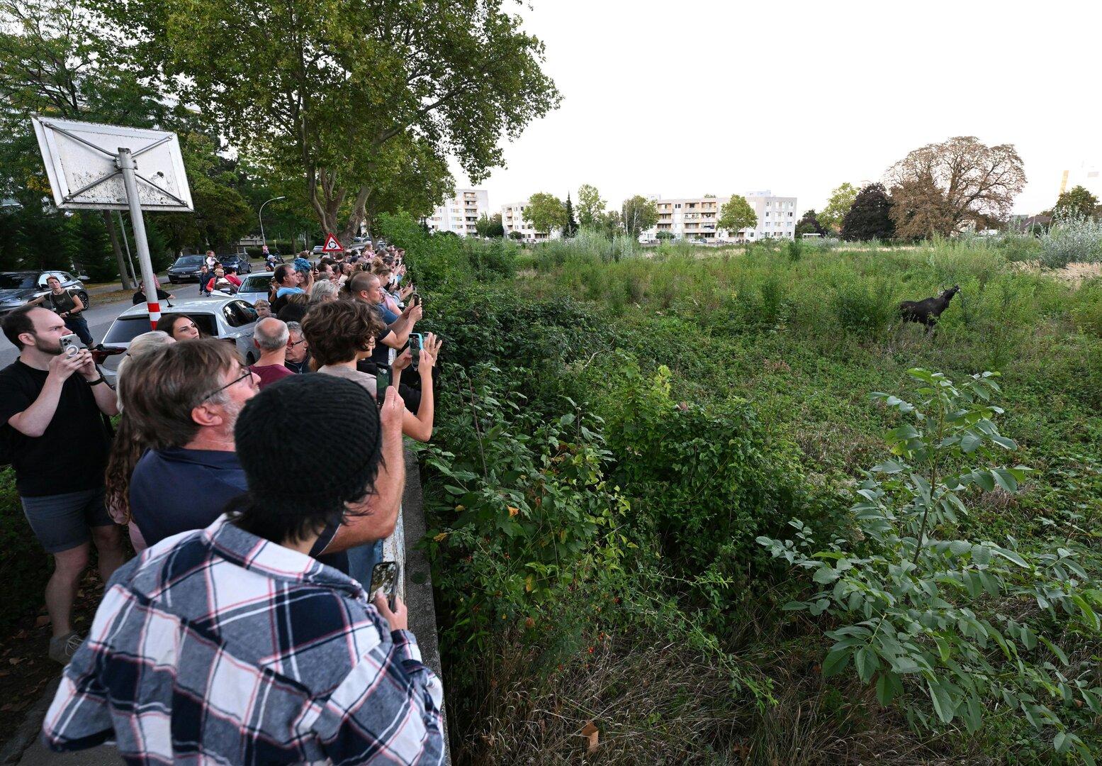 Niederösterreich: Elch „Emil“ in St. Pölten.