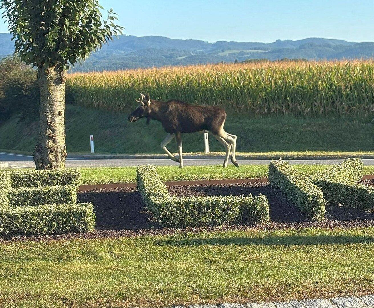 "Emil" offensichtlich auf dem Weg in den Norden