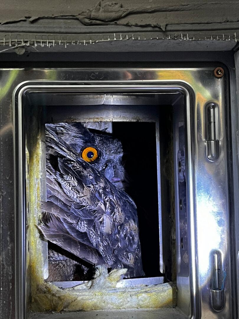 Uhu in Not: Feuerwehr Altmünster befreit festgesteckten Greifvogel aus Kamin