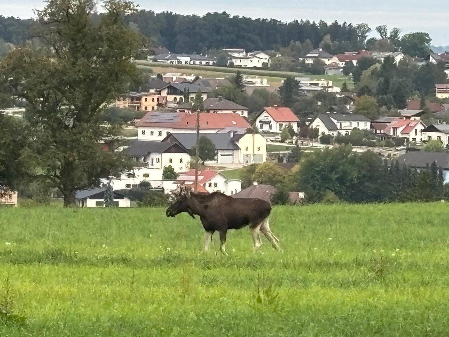 Elk Emil ponovno opažen v okrožju Amstetten, južno od Donave
