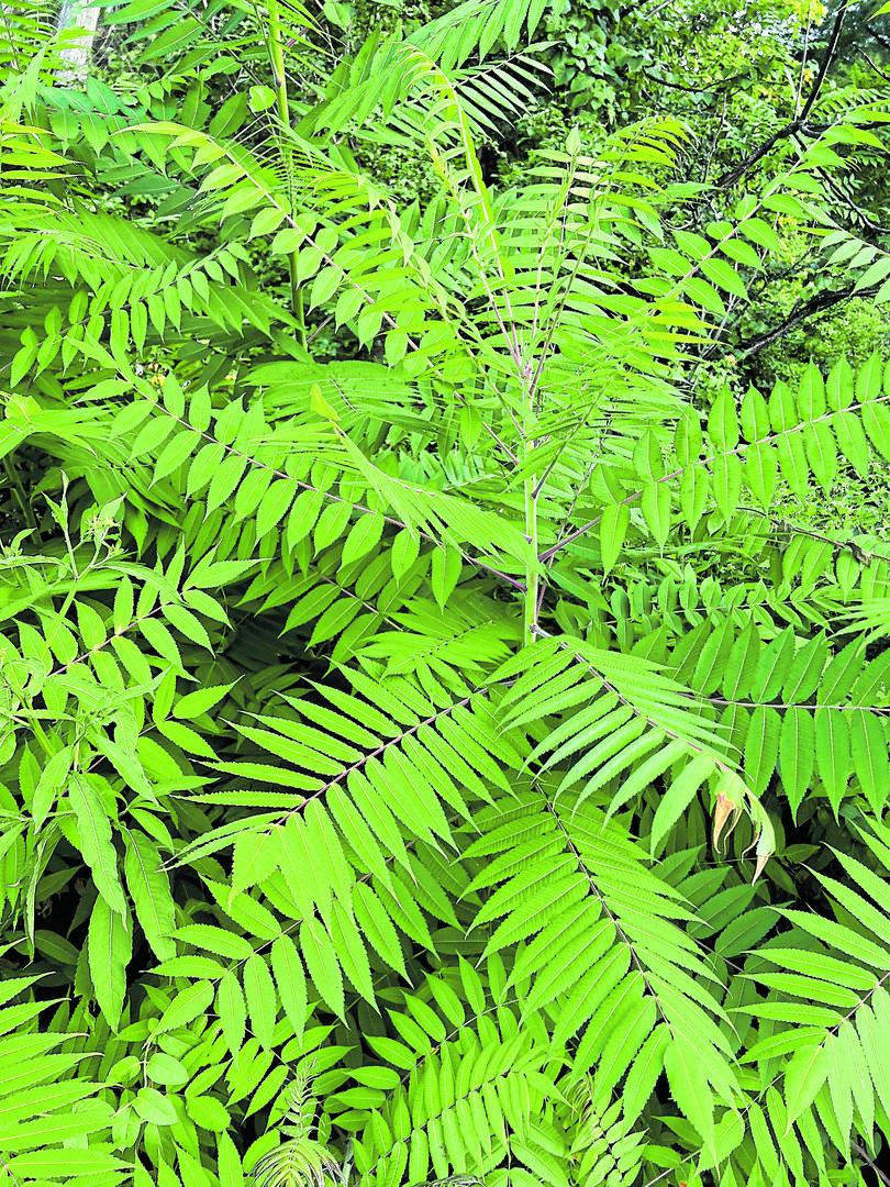 Allergiker aufgepasst: Götterbaum-Blüte hat begonnen