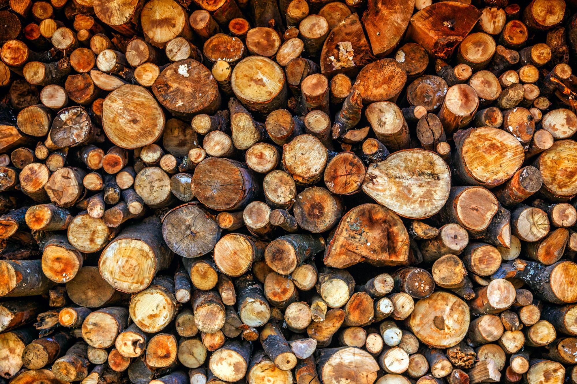 Totholz im Wald gewinnt als Kohlenstoffspeicher an Bedeutung