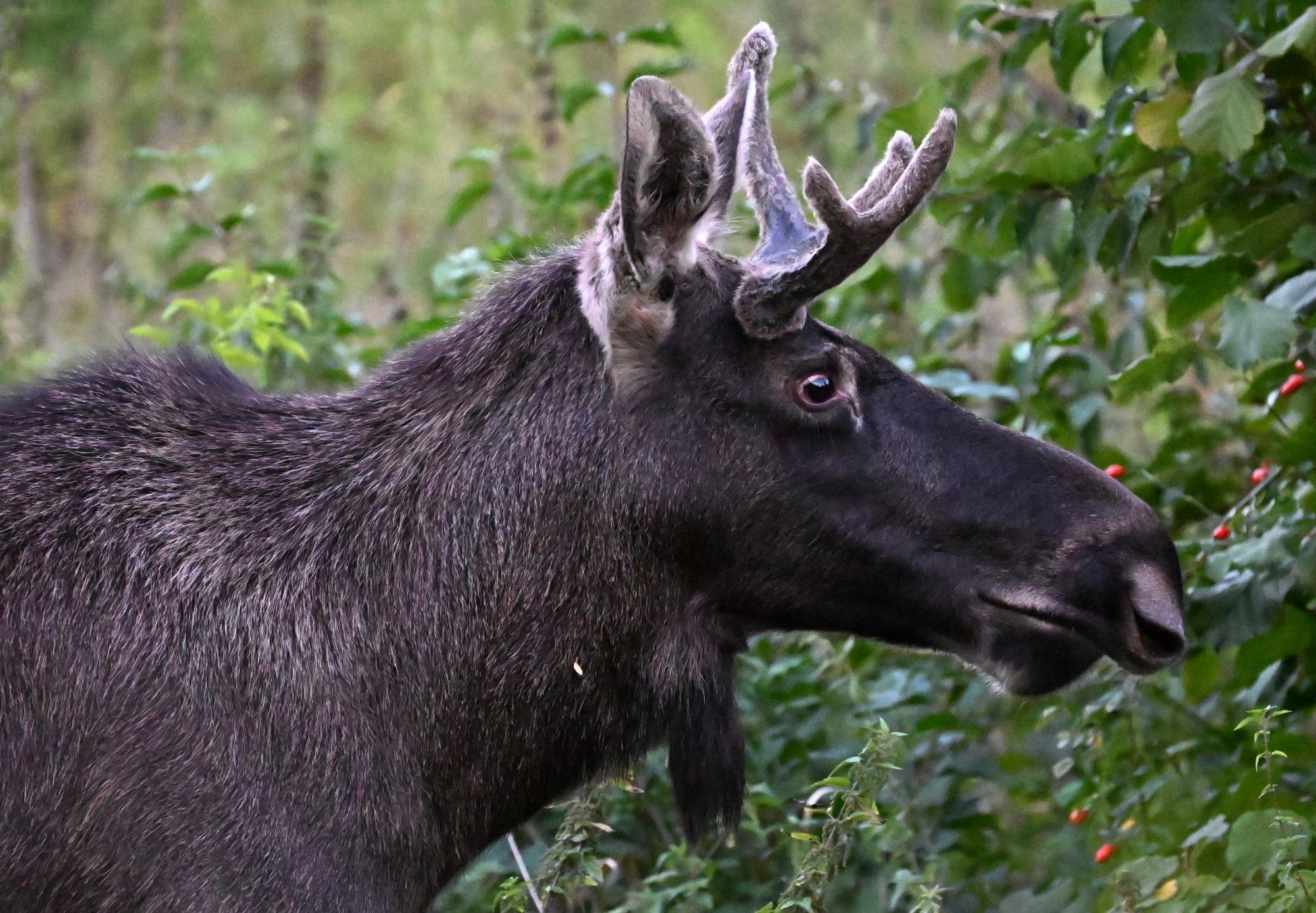 Los Emil se je preselil v češki narodni park Šumava