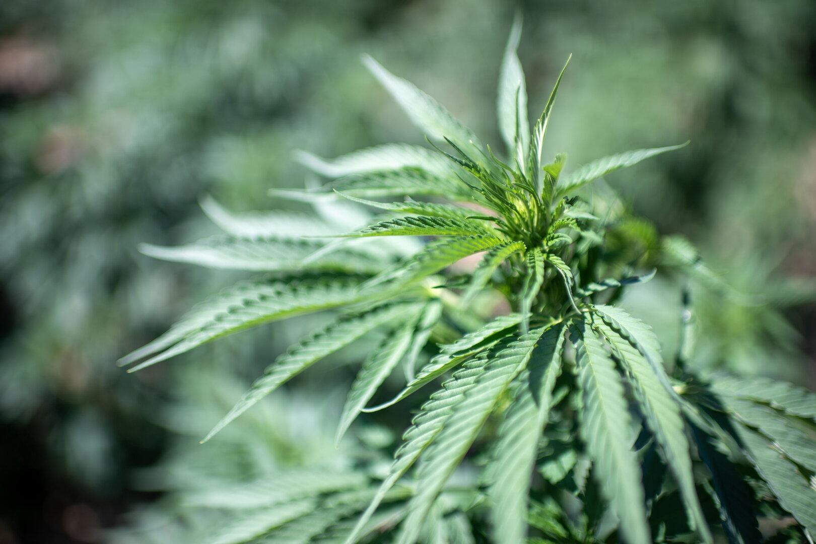 Mann soll Schülerin Cannabis in Überraschungsei gegeben haben