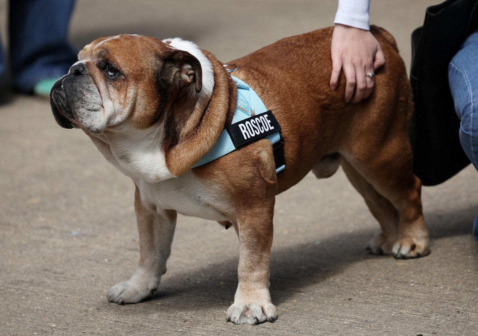 Formel-1-Star Lewis Hamilton trauert um seinen "besten Freund"