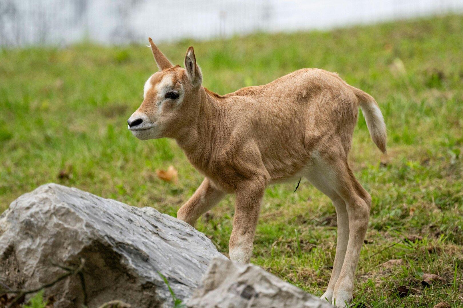 Zoo Schmiding: Zweimal Nachwuchs bei Säbelantilopen