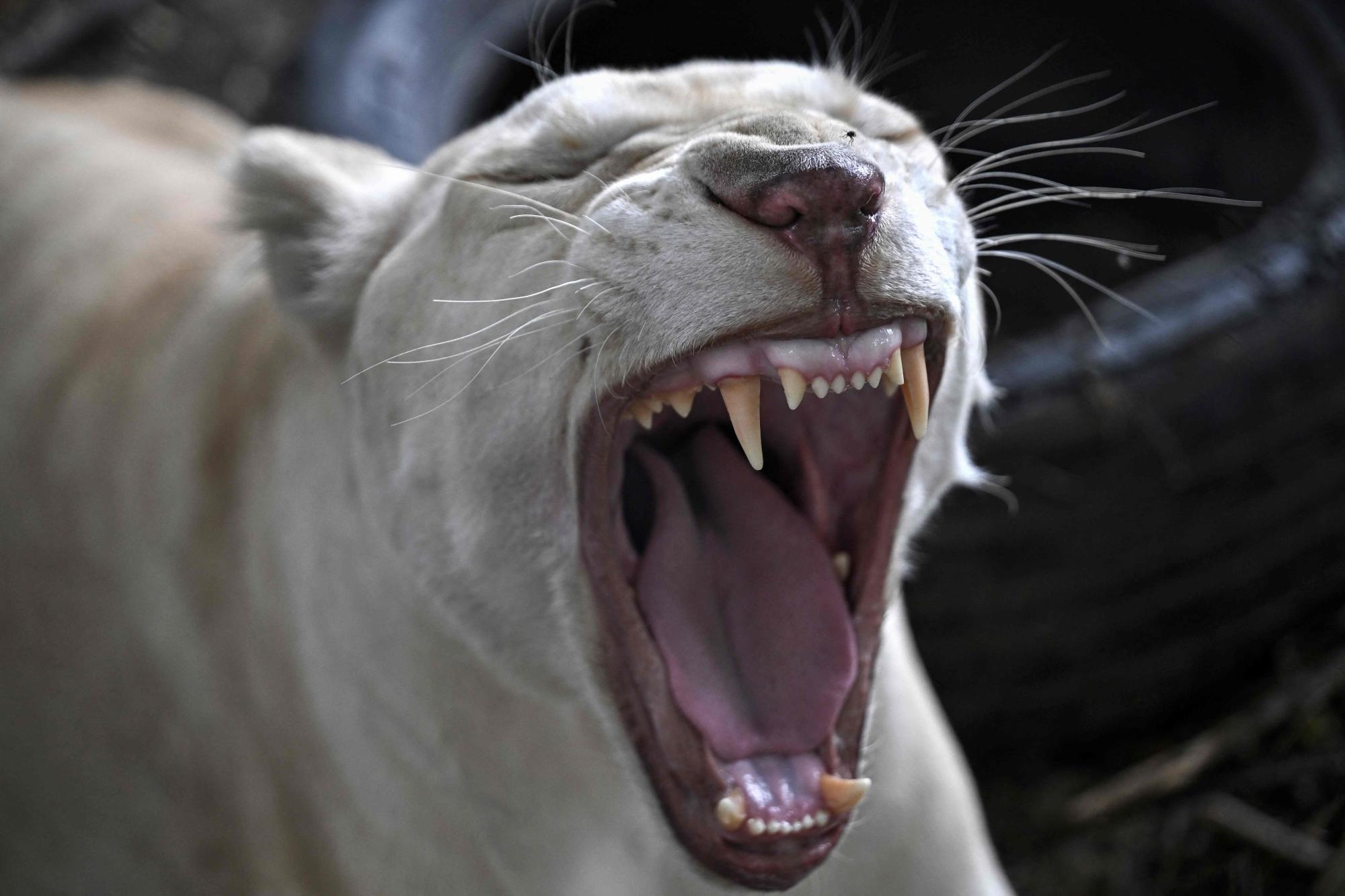 Angriff nach dem Spielen: Entlaufener Löwe attackiert Buben