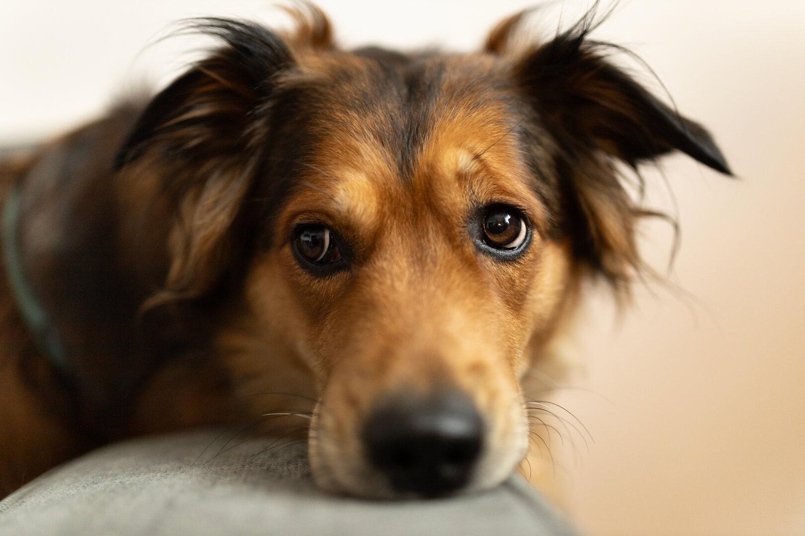 Bittere Pleite der Österreichischen Tierrettung