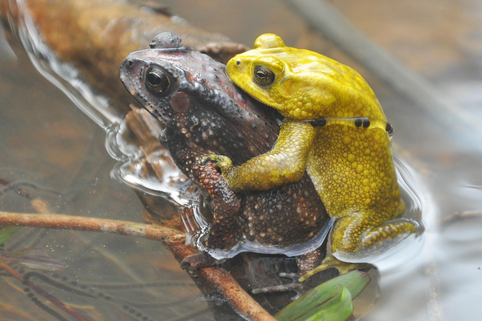 Raziskava v Schönbrunnu razkriva vpliv barve na parjenje krastač