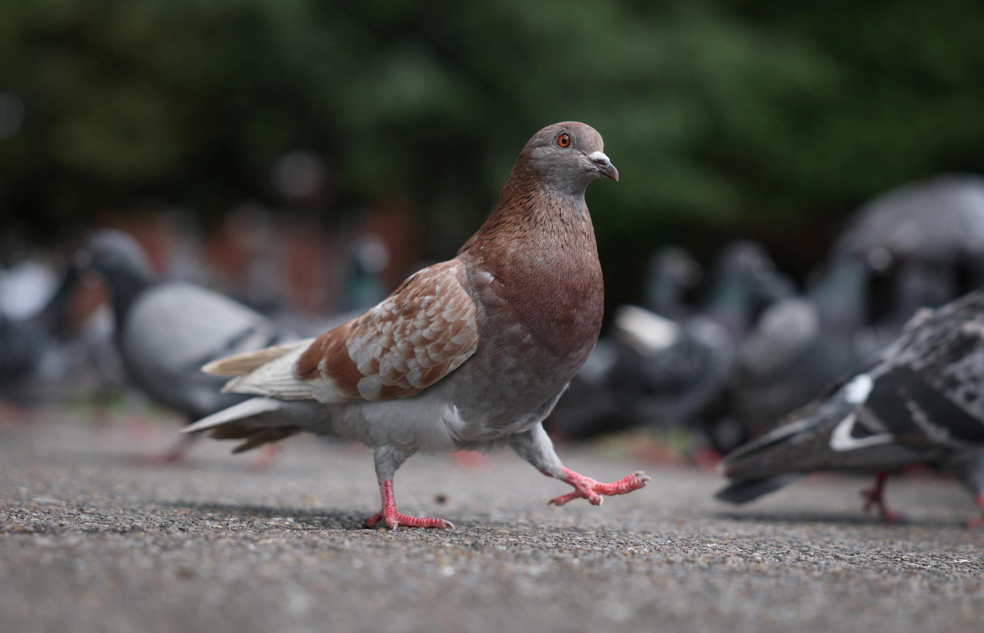 Pommes geklaut: Mann (58) tritt Taube tot, jetzt droht ihm Haft