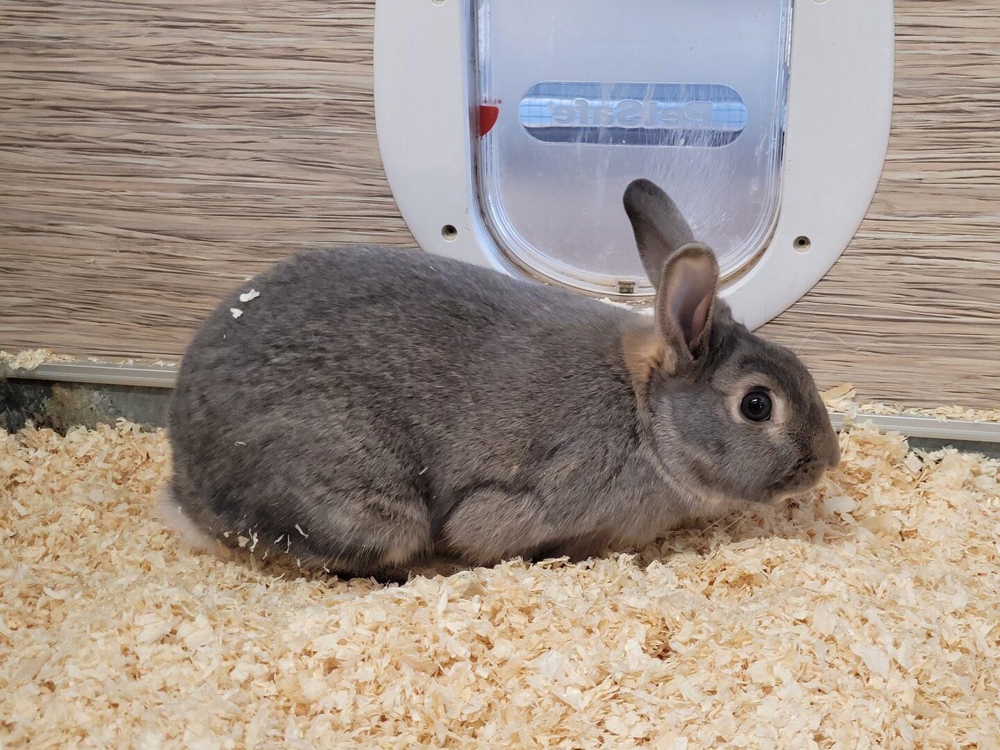 René Anour s kriminalnim romanom podpira TierQuarTier Wien