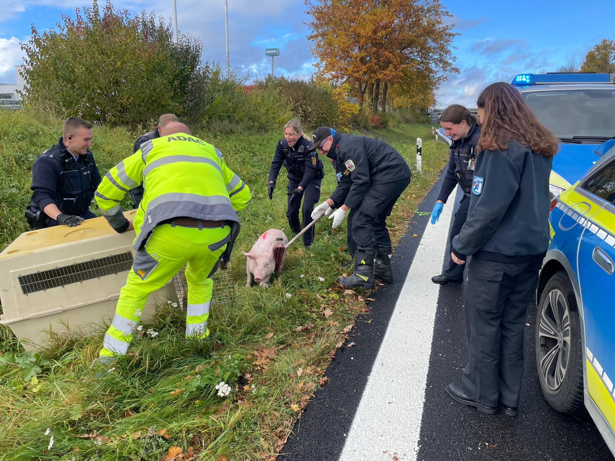 Gasilci iz Mödlinga v Nemčiji rešili izgubljenega prašiča