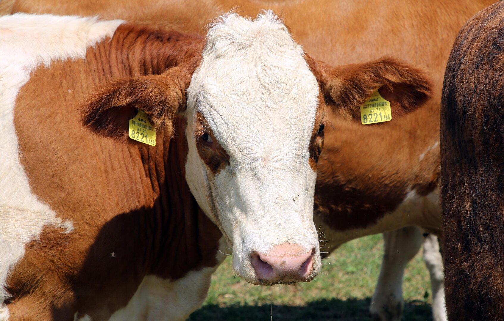 Vorsicht geboten: Suchaktion nach zwei entlaufenen Stieren in der Steiermark
