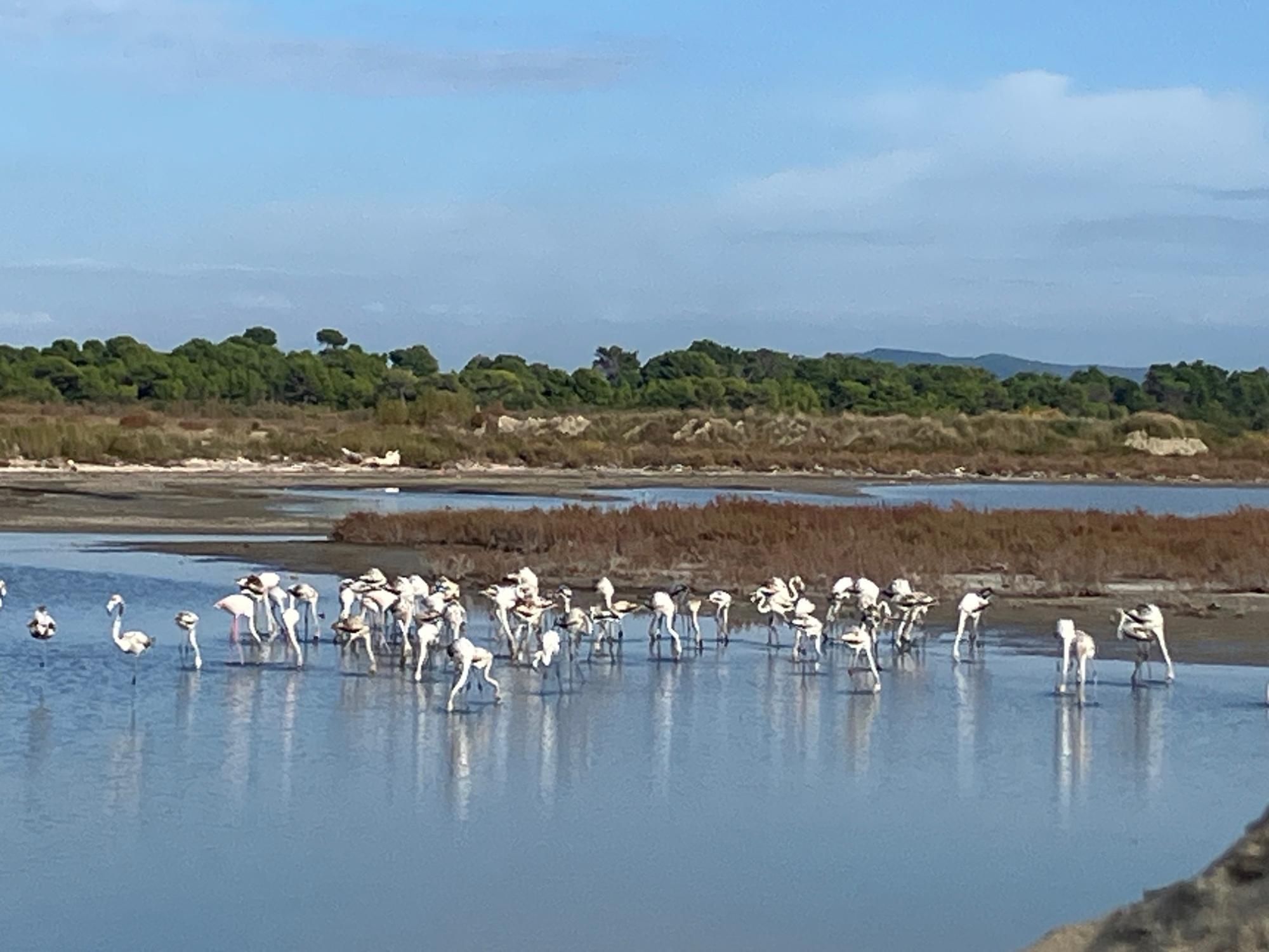 Flamingos in der Küstenlandschaft von Flora