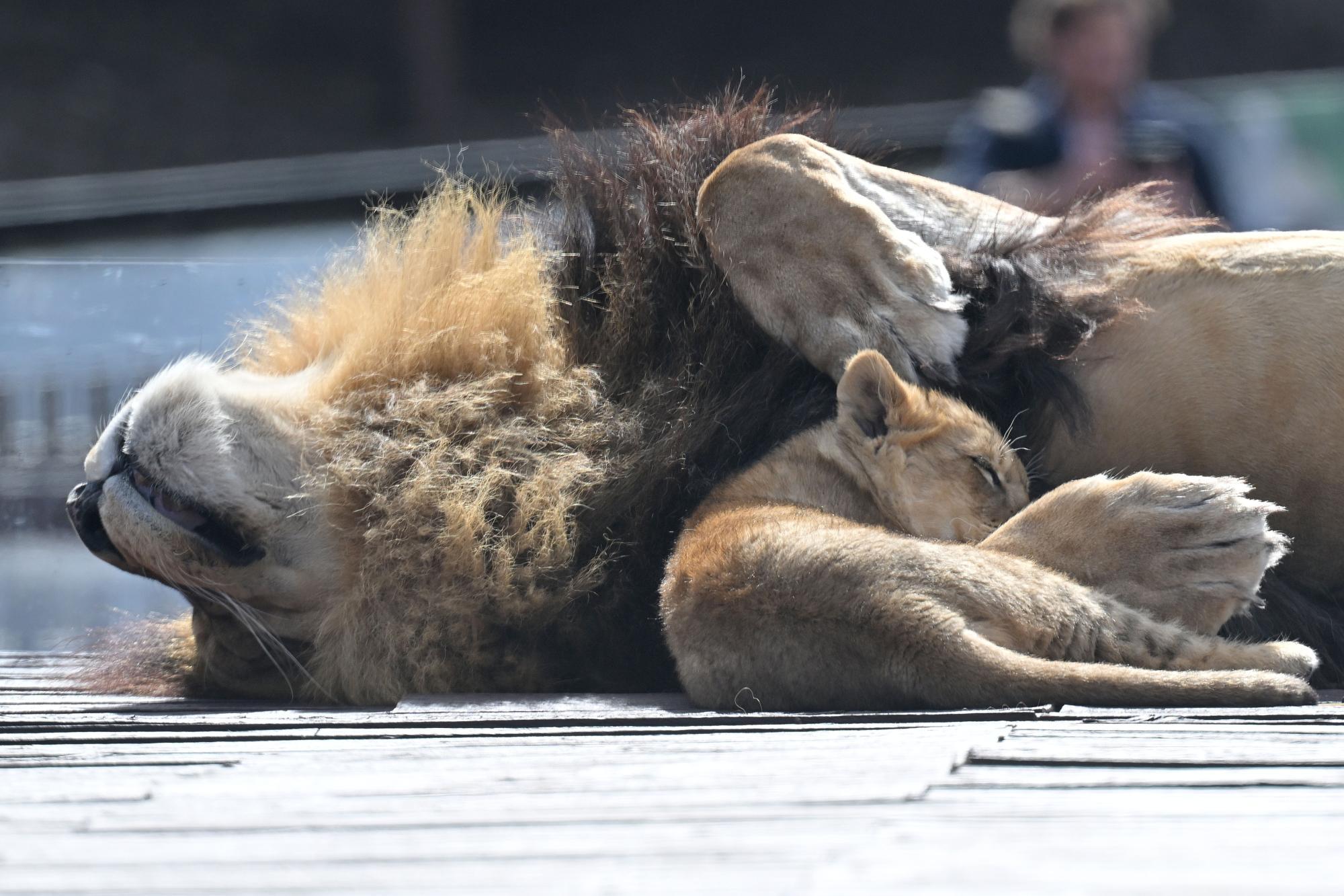 Wut im Netz: Bekannter Zoo muss schließen, allen Löwen droht der Tod